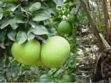 Balinese-fruits-.jpg