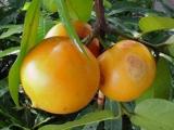 badung fruit badung fruit