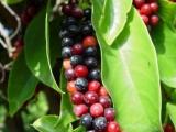 boni fruit Buah boni