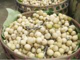 ceroring fruit buah ceroring