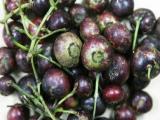 kaliasem fruit buah kaliasem