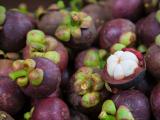 manggostein fruit buah mangis