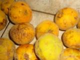 sentul fruit buah sentul