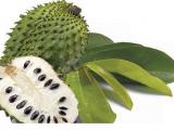 Sirsak fruit Buah Sirsak