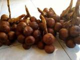 salak fruit buah salak