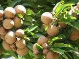 sawo fruit buah sawo