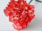 Fresh cut flower -carnation diva 