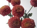 Bunga Potong -Chrysan Zodiac Brown 